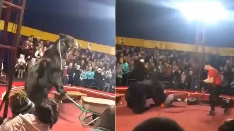 Urso ataca treinador durante show em circo russo, na última quarta-feira (25) – Foto: @FightHaven/Twitter/Reprodução/ND
