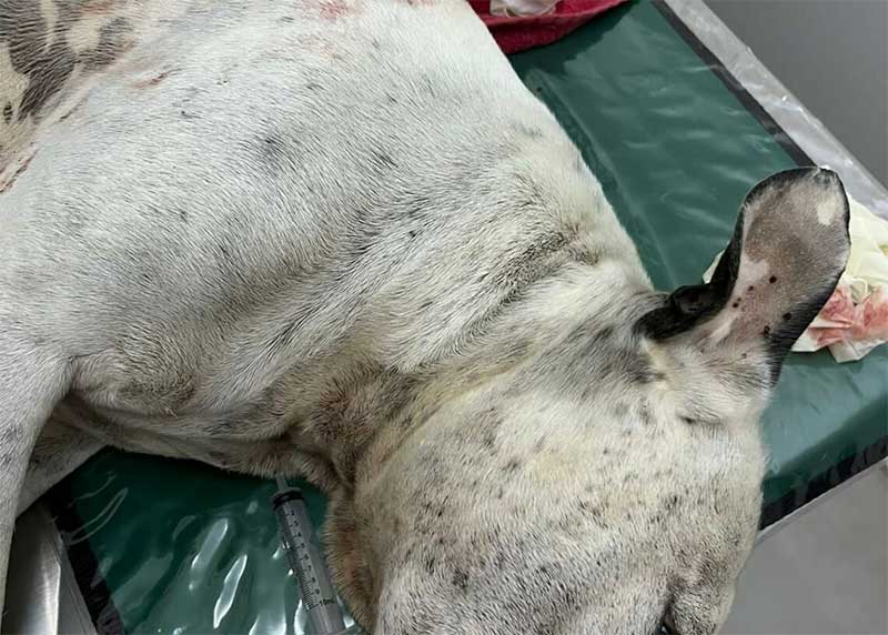 Crueldade: cão é morto com facada e tutores buscam punição, em Sapiranga, RS