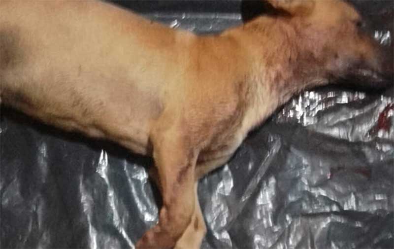 Família registra ocorrência após cachorro ser morto com tiro de espingarda