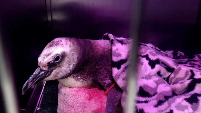 Cromoterapia em pinguins: entenda técnica com cores usada no tratamento de aves resgatadas em SC