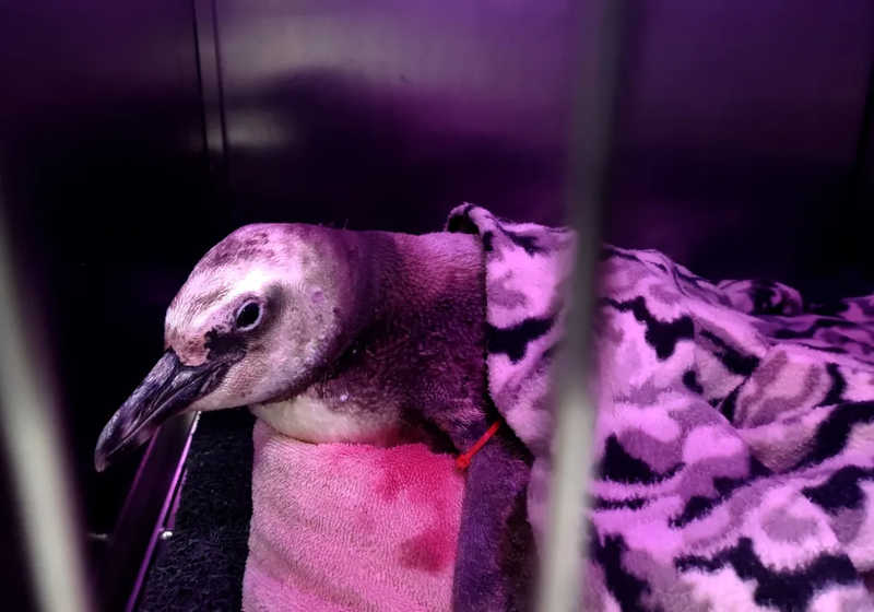 Cromoterapia em pinguins: entenda técnica com cores usada no tratamento de aves resgatadas em SC