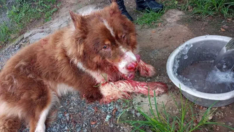 Cachorro ensanguentado e acorrentado é resgatado de casa em Itajaí, SC