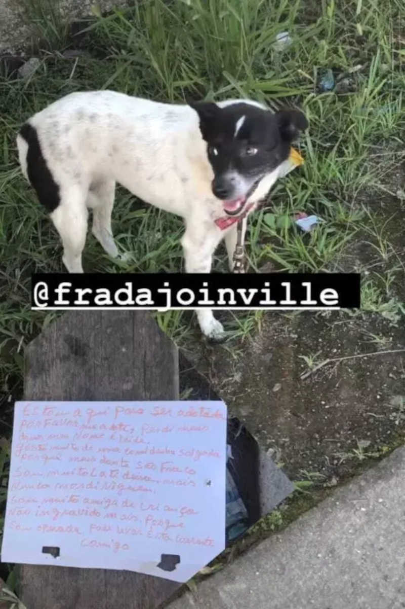 Cachorra é abandonada em Joinville (SC) ao lado de carta “emocionante”