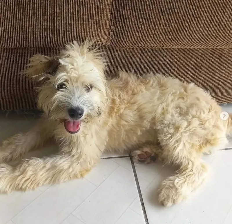 Cachorra foi encontrada dentro de sofá após compra em Joinville — Foto: Redes sociais/ Instagram