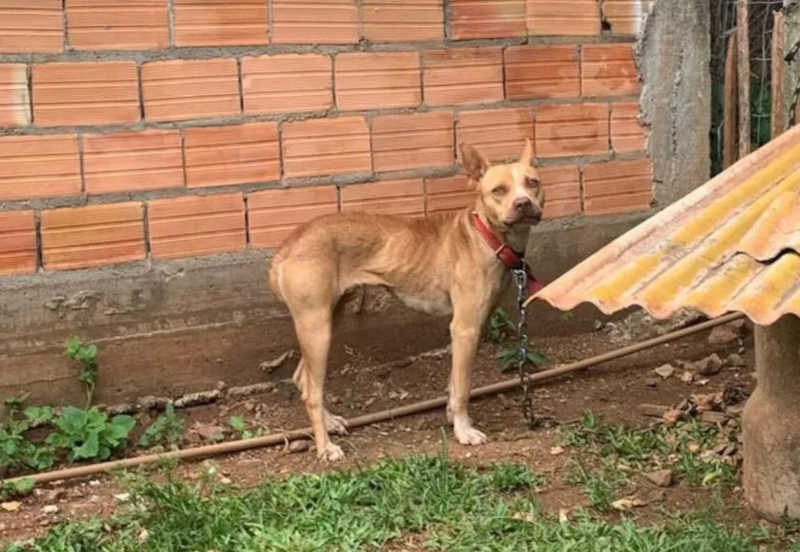 Cachorros estavam amarrados, sem comida e água — Foto: Polícia Civil/ Divulgação