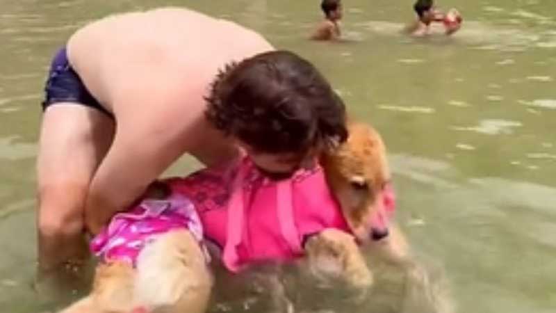 Tutor de cadela paraplégica leva cachorrinho para conhecer o mar e emociona web; veja vídeo