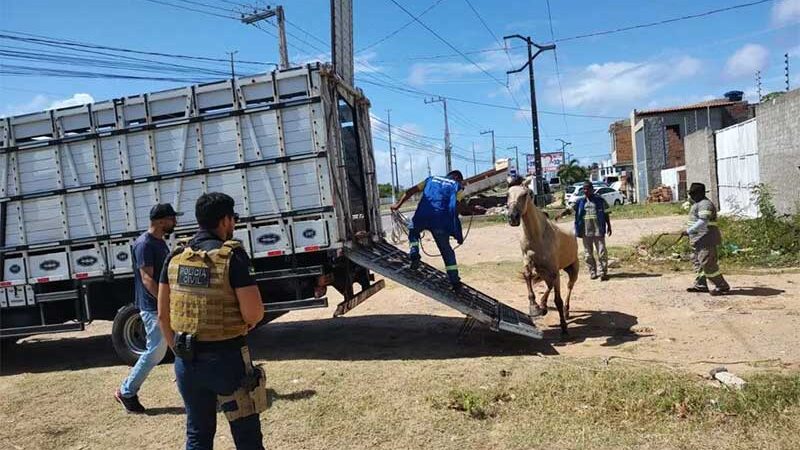 Polícia Civil e Prefeitura de Aracaju (SE) fazem ação contra maus-tratos a animais