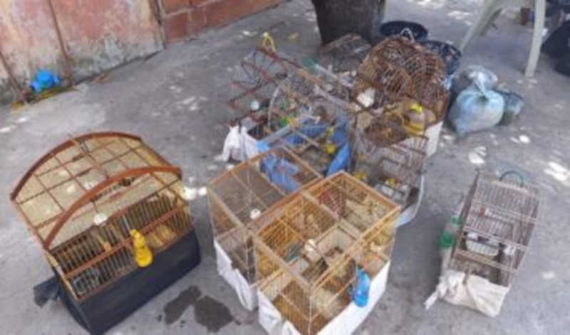 Polícia apreende nove aves silvestres em residência em Aracaju, SE
