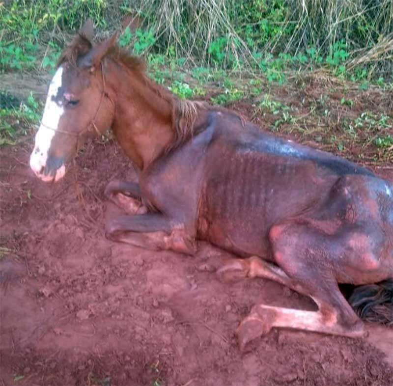 Égua é resgatada após abandono e maus-tratos no Chácara Flora, em Araraquara, SP