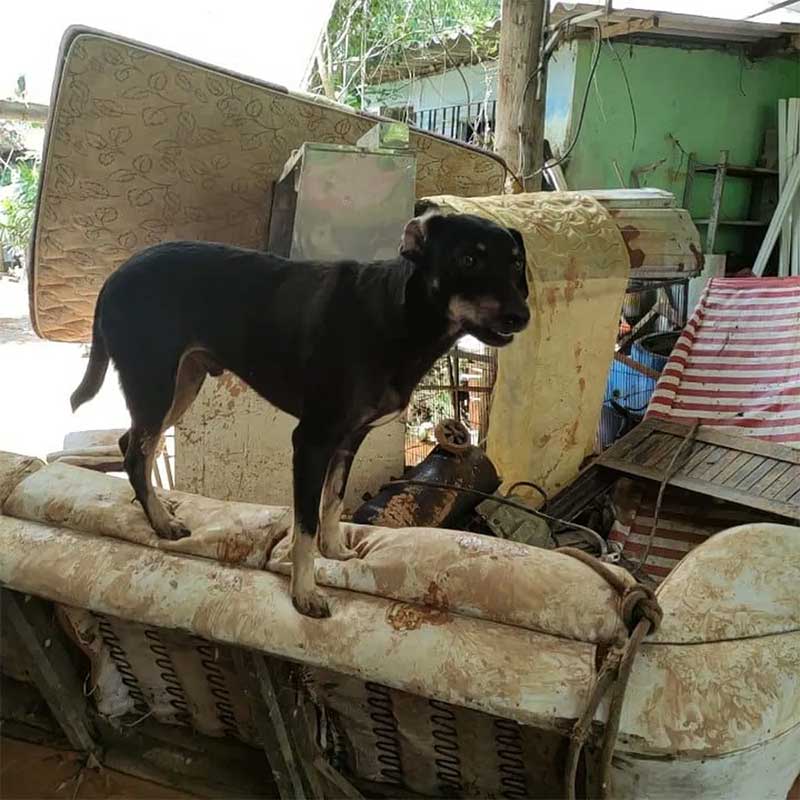 Cão encontrado em casa destruída por temporal em São Sebastião, SP, foi resgatado pelo Grupo de Resgate de Animais em Desastres — Foto: Governo do Estado de São Paulo/Reprodução