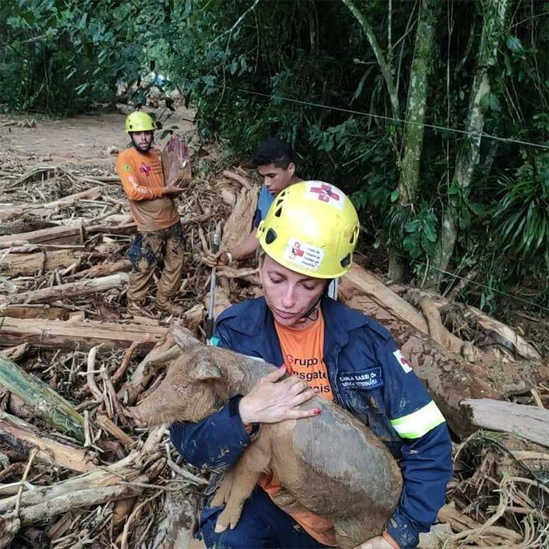 Grupo de Resgate de Animais em Desastres resgata animais domésticos e selvagens — Foto: Governo do Estado de São Paulo/Reprodução