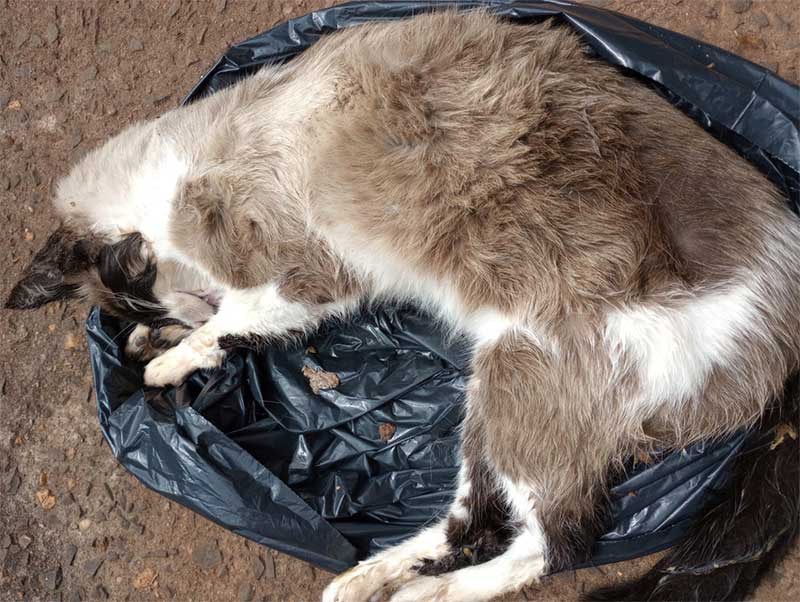 Homem é detido suspeito de envenenar gatos em Botucatu, SP