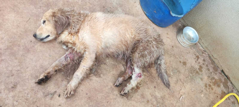 PM e Canil resgatam cachorro gravemente ferido e em situação de abandono em Botucatu, SP, diz boletim