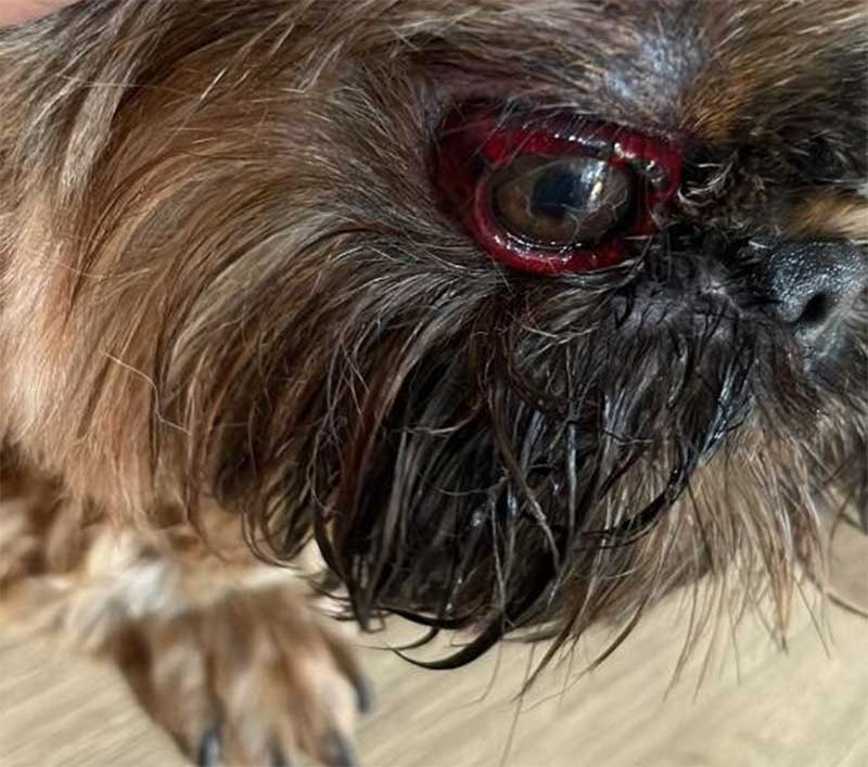 Funcionário de pet shop queima olho de cachorro com secador durante o banho, diz polícia; vídeo