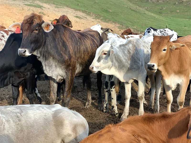 FOTOS: Veja como estão os bovinos de Cunha (SP) um ano após resgate em situação de maus-tratos