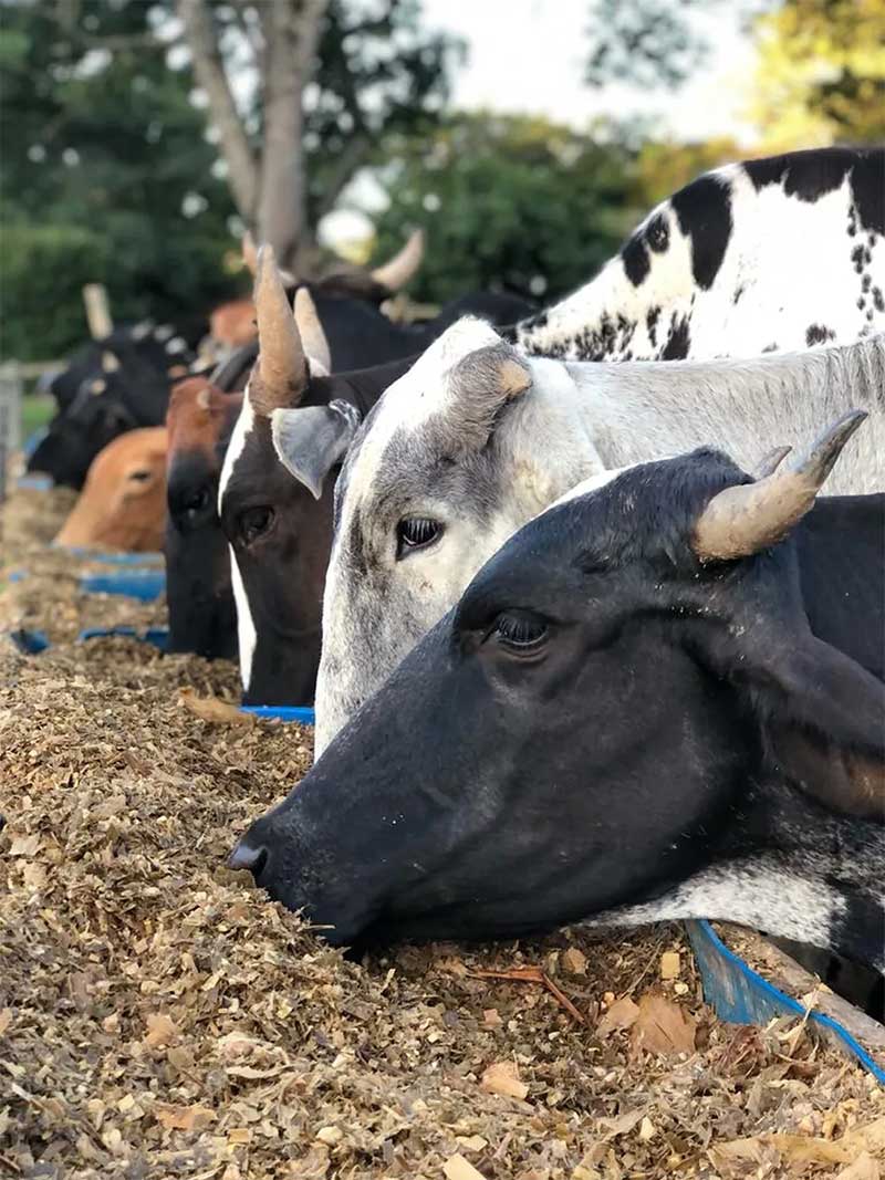 Veja como estão os bovinos de Cunha um ano após resgate em situação de maus-tratos. — Foto: Arquivo pessoal