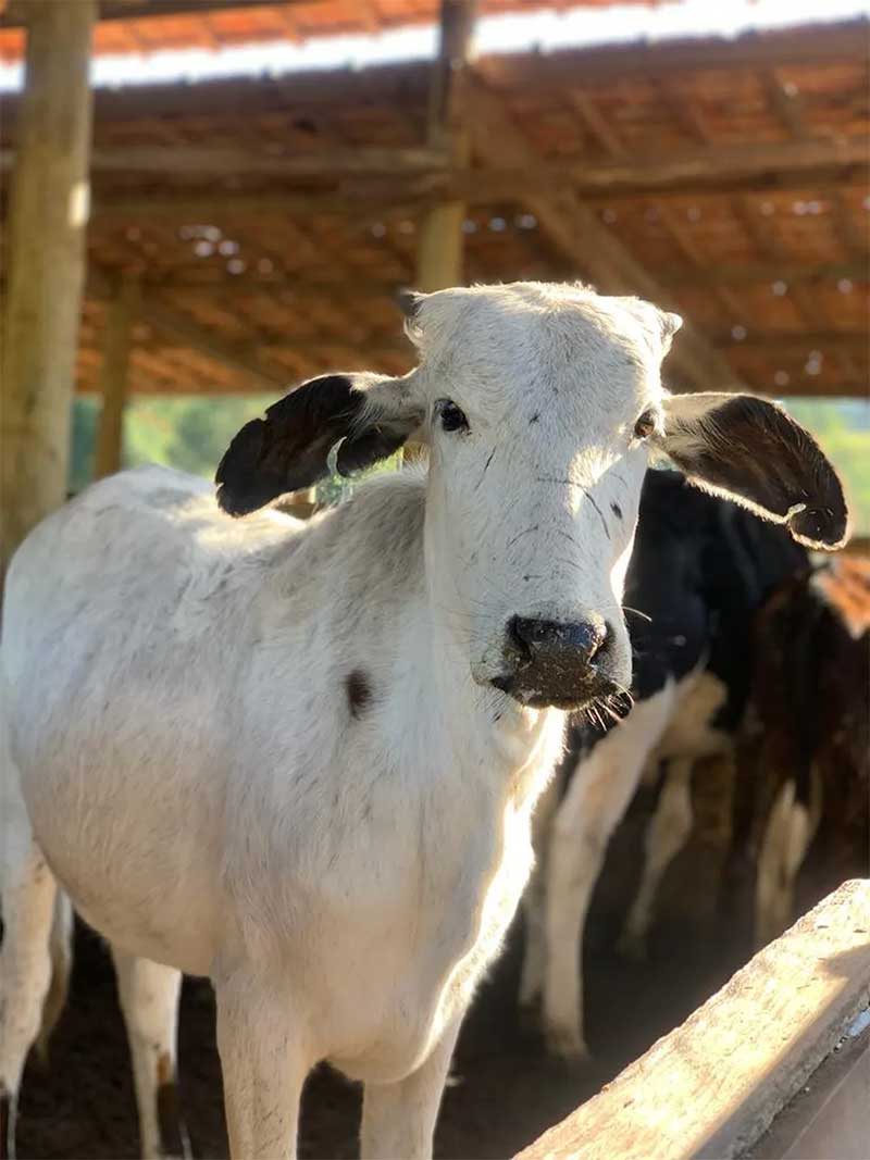 Veja como estão os bovinos de Cunha um ano após resgate em situação de maus-tratos. — Foto: Arquivo pessoal