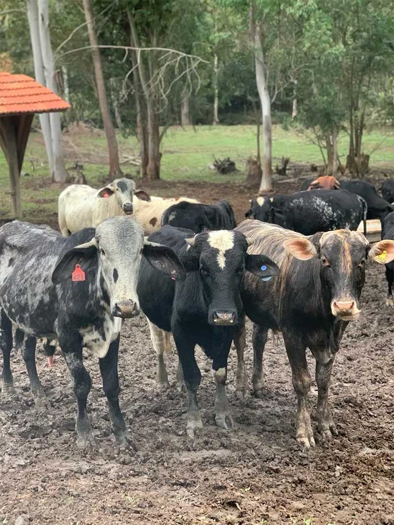 Veja como estão os bovinos de Cunha um ano após resgate. — Foto: Arquivo pessoal