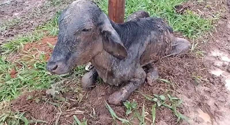 Animais em situação de extremos maus tratos são encontrados em Cunha-SP — Foto: Divulgação/Polícia Ambiental