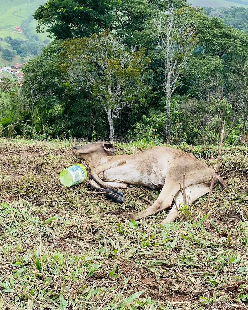 Bovinos foram encontrados em situação de maus-tratos e mortos por desnutrição em Cunha. — Foto: Arquivo pessoal