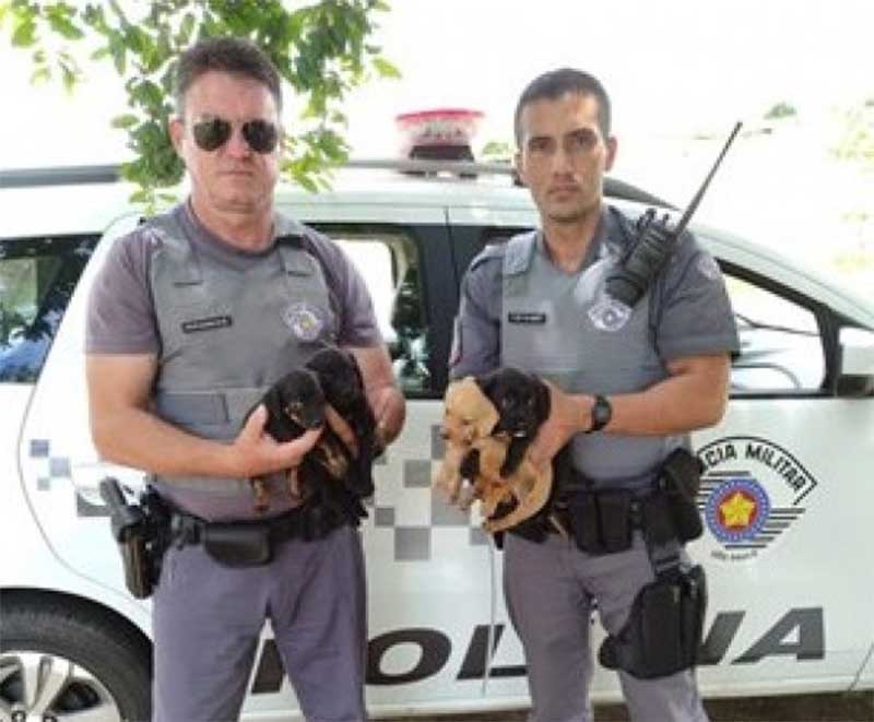 PM de Fernandópolis (SP) resgata 5 filhotes de cães abandonados