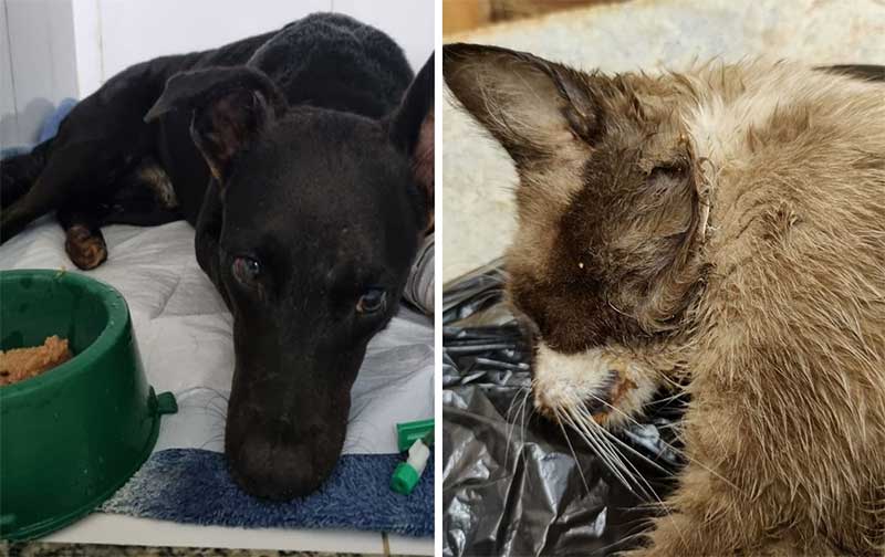 Polícia investiga suspeita de envenenamento de cães e gatos em condomínio em Marília, SP; um deles morreu