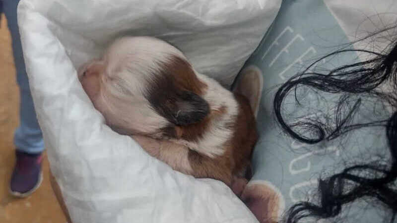 Filhote de cachorro estava entre os animais resgatados, de acordo com ONG — Foto: Vereadora Fernanda Moreno/Assessoria