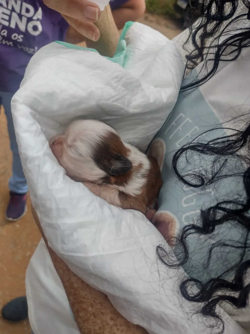 Mais de 20 animais são resgatados de canil clandestino em Mogi das Cruzes, SP