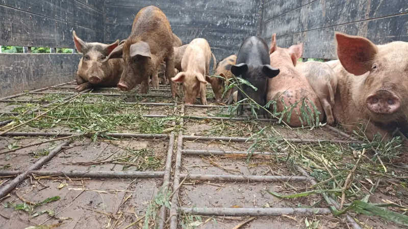 Porcos foram resgatados de situação de maus-tratos em Piracicaba — Foto: Divulgação/Polícia Militar Ambiental