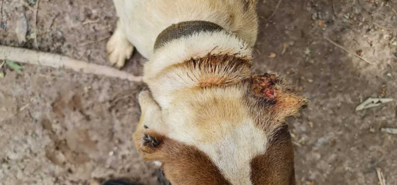 Cachorros apreendidos em Piracicaba (SP) neste sábado tinham ferimentos — Foto: Polícia Militar Ambiental