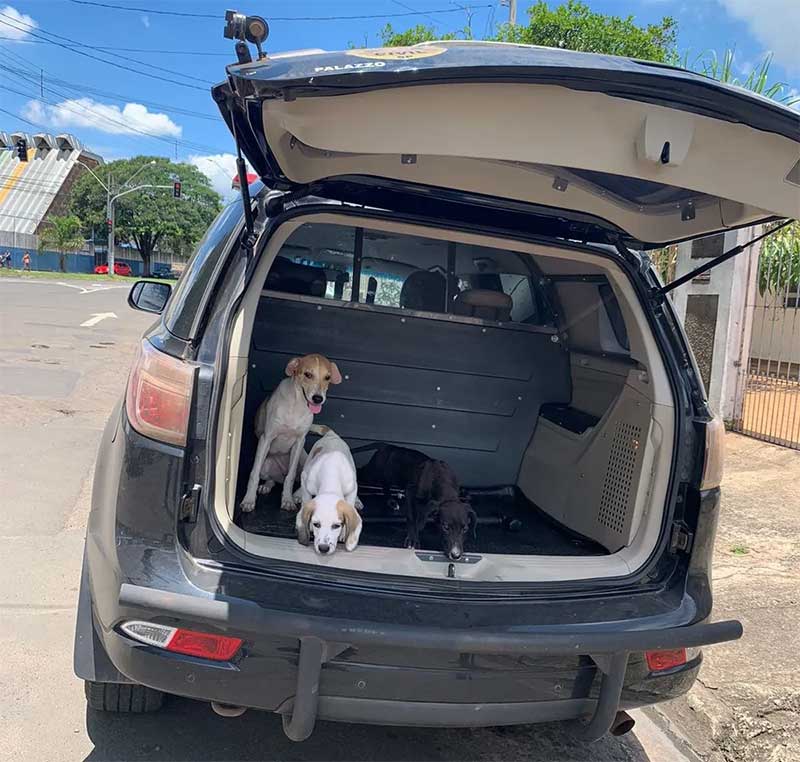 Polícia Civil resgatou outros três cachorros na casa de suspeito em Rio Claro — Foto: Polícia Civil/Divulgação