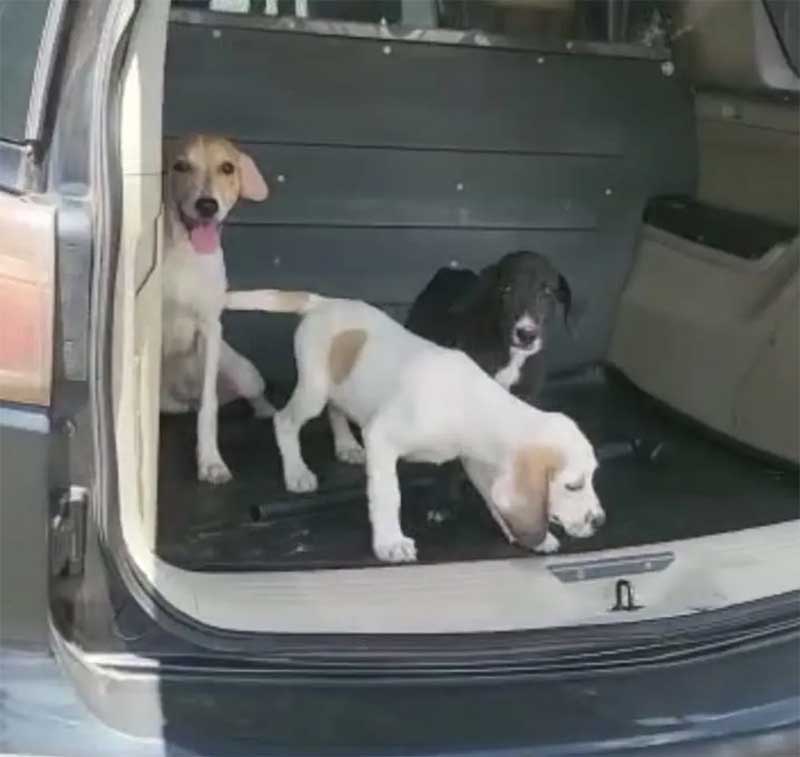 Polícia Civil resgatou outros três cachorros na casa de suspeito em Rio Claro — Foto: Polícia Civil/Divulgação