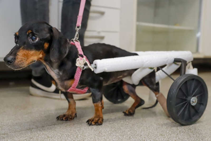 Animais atropelados recebem cadeiras de rodas e andadores da Prefeitura de Rio Preto, SP