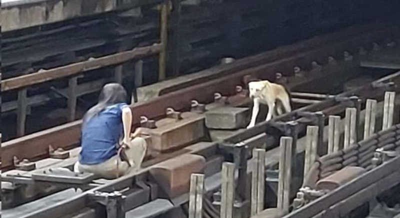 Cachorro invade trilhos, para Metrô de SP, e multidão comemora no momento do resgate; assista