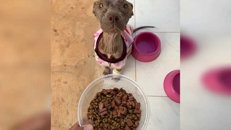 Moradora cria vaquinha online após resgatar cadela esquelética em São Roque — Foto: Arquivo pessoal