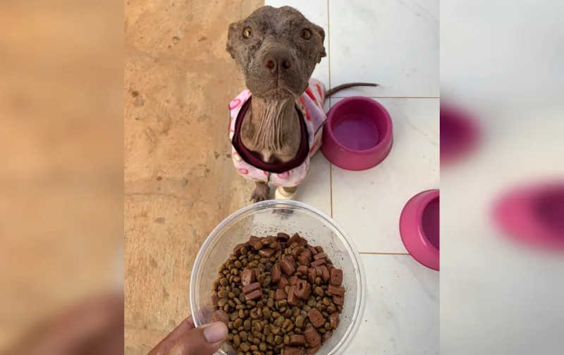 Moradora cria vaquinha para pagar tratamento de cadela resgatada esquelética e com sarna: ‘Estado deplorável’