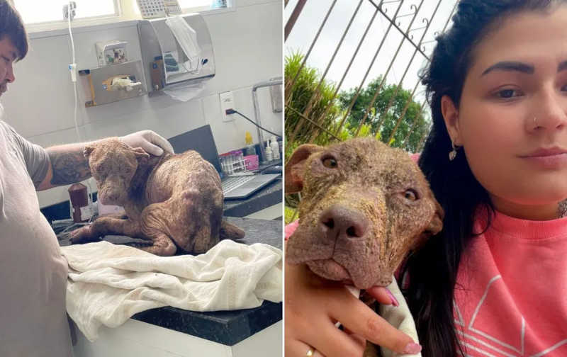 Moradora cria vaquinha online após resgatar cadela esquelética em São Roque — Foto: Arquivo pessoal