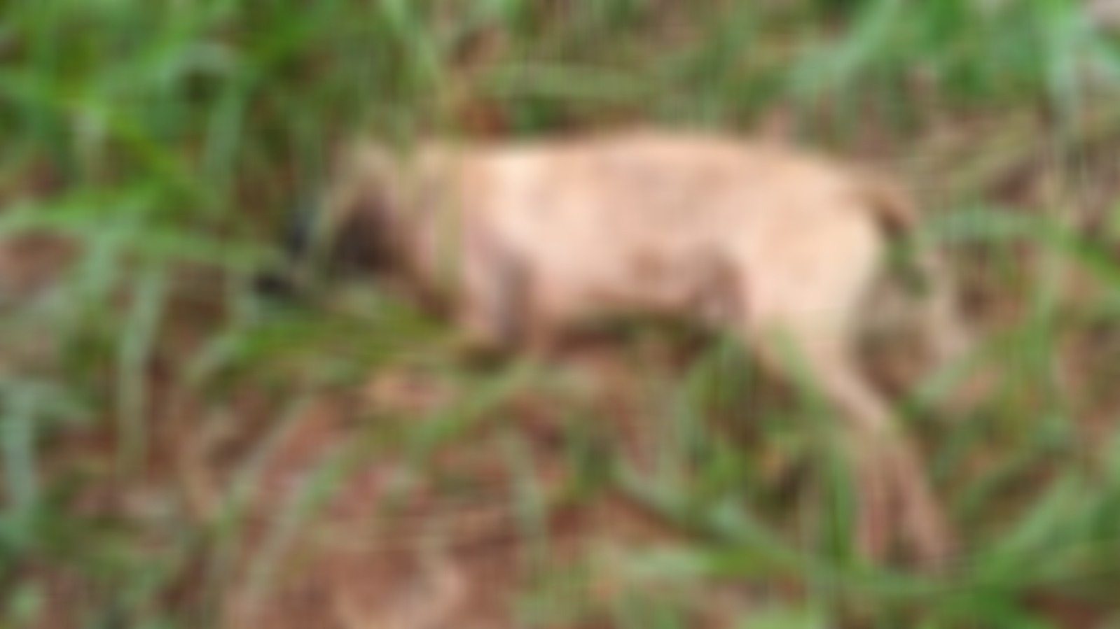 Polícia multa homem em R$6 mil após matar o seu cão a pauladas em Sebastianópolis do Sul, SP