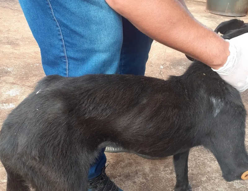 Mulher é multada em R$ 6 mil por maus-tratos a dois cães em Teodoro Sampaio — Foto: Polícia Ambiental