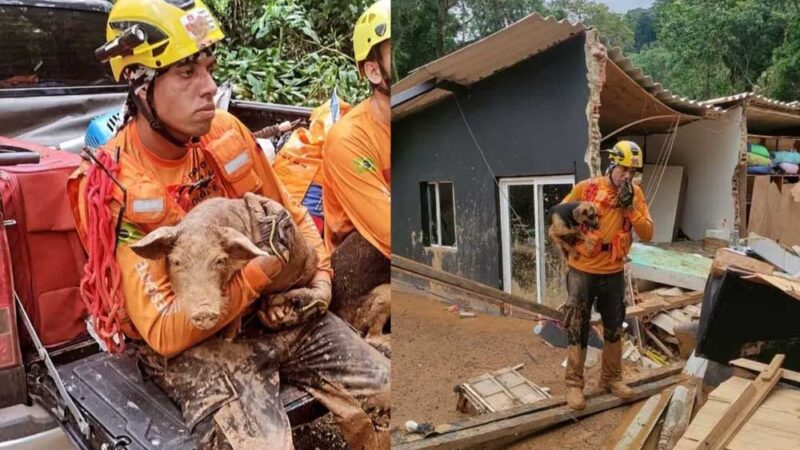 Agente da Defesa Civil durante resgate de animais no litoral norte — Foto: Grupo de Resgate de Animais em Desastres/Divulgação