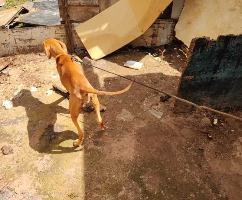 Um dos cães estava amarrado com uma corda no pescoço no imóvel em Bauru — Foto: Polícia Civil e Prefeitura de Bauru/ Divulgação