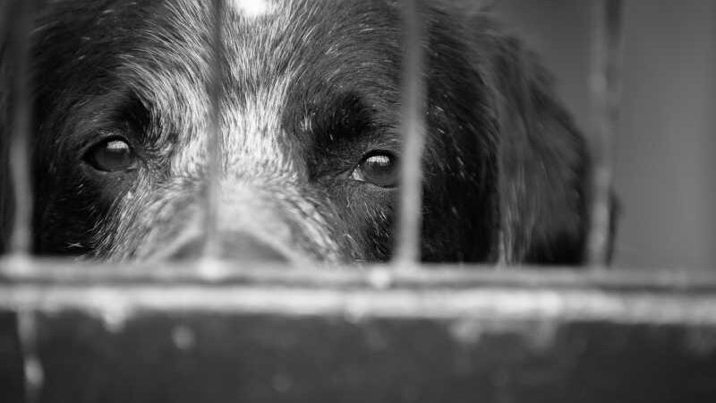 Governo de SP sanciona lei para que veterinários denunciem casos de maus-tratos animais
