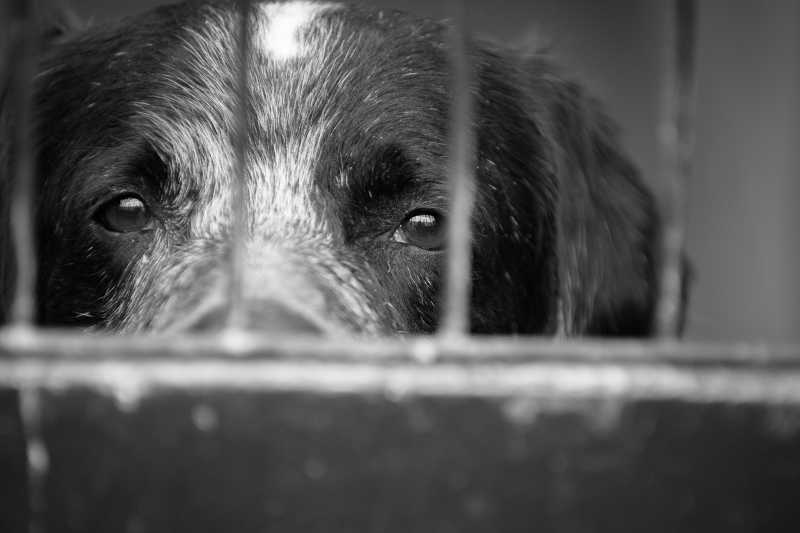 Governo de SP sanciona lei para que veterinários denunciem casos de maus-tratos animais
