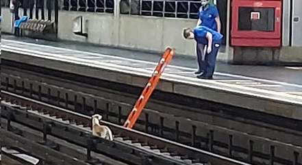 Os funcionários do metrô se mobilizaram para resgatar cão que caiu nos trilhos em SP (REPRODUÇÃO)