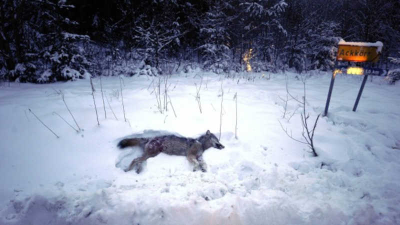 Caçadores matam 54 lobos em abate anual na Suécia, e número histórico reacende conflito