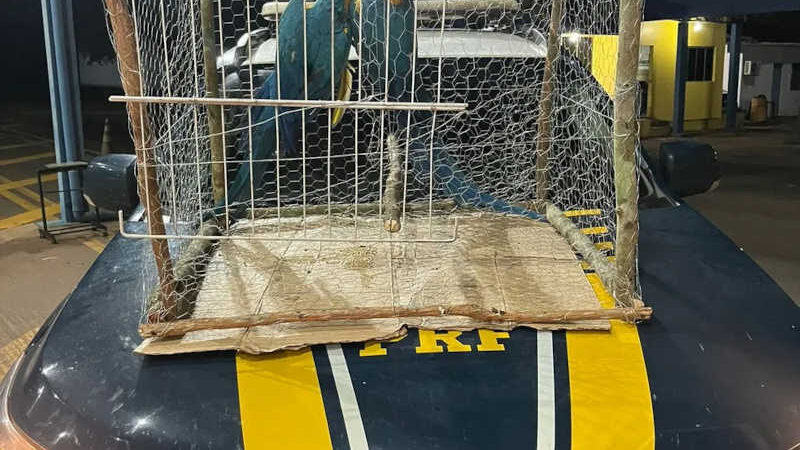 Araras estavam juntas em uma gaiola — Foto: Divulgação/PRF