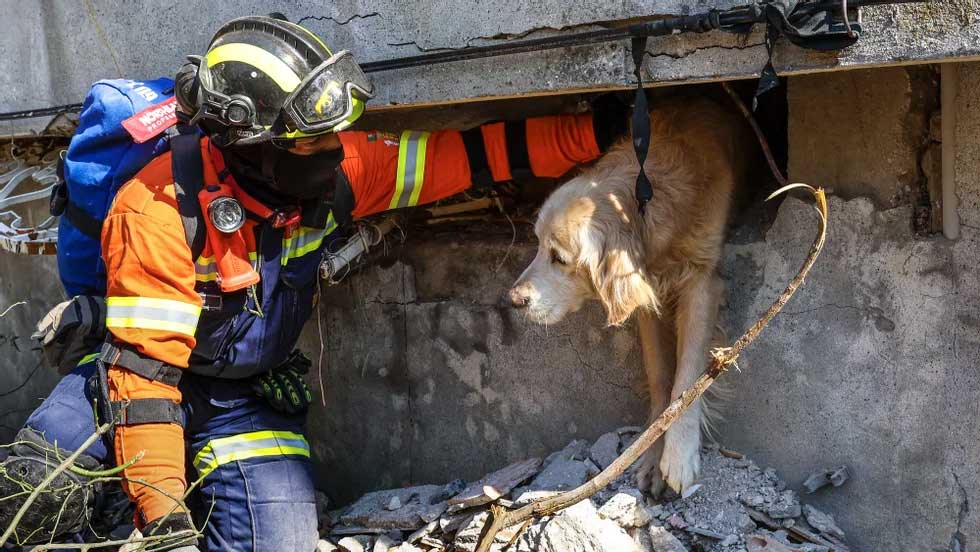 Equipa portuguesa resgata cão após 200 horas sob escombros na Turquia e dá-lhe nome: “Tuga”