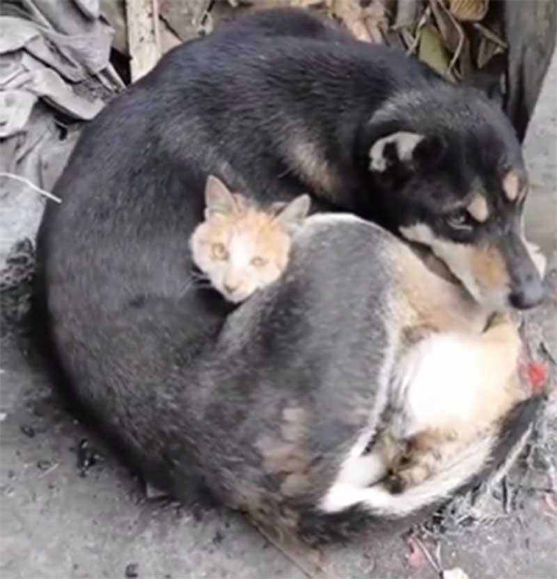 Gato é abraçado por cão após serem achados nos escombros do terremoto na Turquia; assista