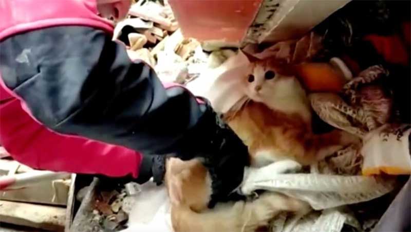 Homem que estava preso em escombros pede para salvarem primeiro o seu gato; VÍDEO