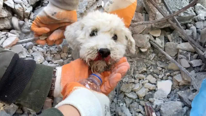 Pamuk, cachorro sobrevivente do terremoto é resgatado na cidade de Iskenderun, na Turquia — Foto: Gurcan Ozturk/via REUTERS